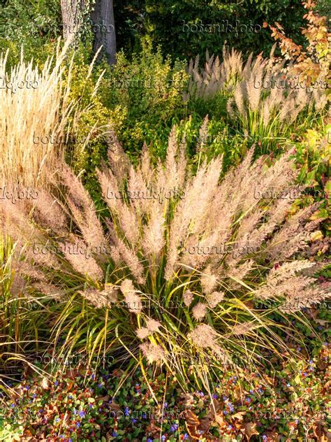 Image Feather Reed Grass Calamagrostis Arundinacea Var Brachytricha