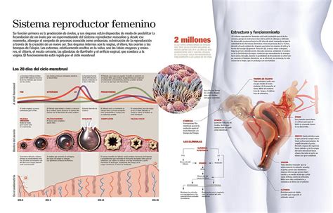 Sistema Reproductor Femenino Digital Art By Album My Xxx Hot Girl