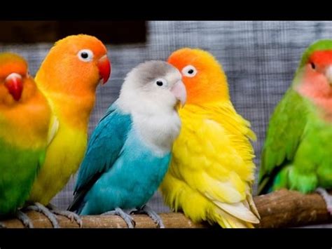 I have a rescued parrot and wanted a young hand fed to train. Love Birds in a Pet Shop - YouTube