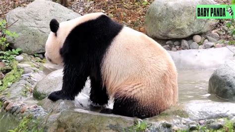 Baby Panda Cute Pandas Funny Pandas Best Compilation61 Youtube