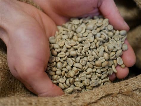 Czym Jest Kawa Speciality Palarnia Kawy Sklep Z Kaw Meksyk