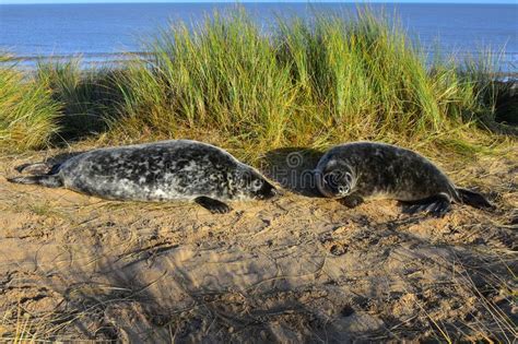 Grey Seal Pups Horsey Norfolk England Stock Image Image Of Give