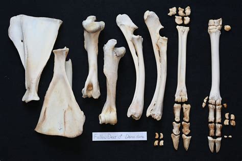 Deer Skeleton Anatomy