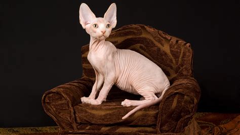 847462 4k Cats Sphynx Cat Black Background Rare Gallery Hd Wallpapers