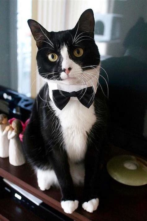 Tux In A Tux Beautiful Cats Cute Cats And Kittens Cute Cats