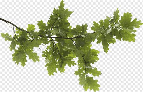Image File Formats Clip Art Tree Branch Png Transparent Image Png The