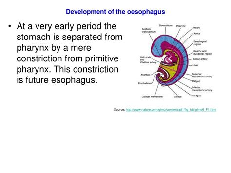 Ppt Anatomy Of Oesophagus Powerpoint Presentation Free Download Id