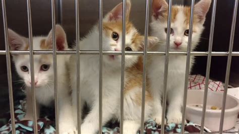 Cats At The Olathe Animal Shelter September 27 Youtube