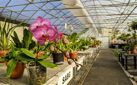 Orchid Greenhouse Tour