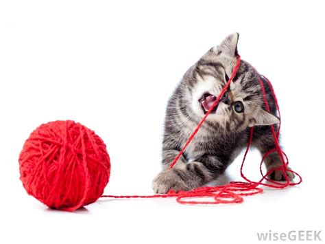 There is something about yarn balls that make cats go crazy (in a cute way of course) and play with them all day long.monkey spinning monkeys kevin. Crochet and Cats에 있는 핀