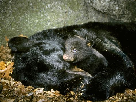 Hibernating Bears Keep Weirdly Warm
