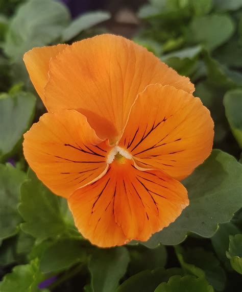 Pansy Whiskers Orange
