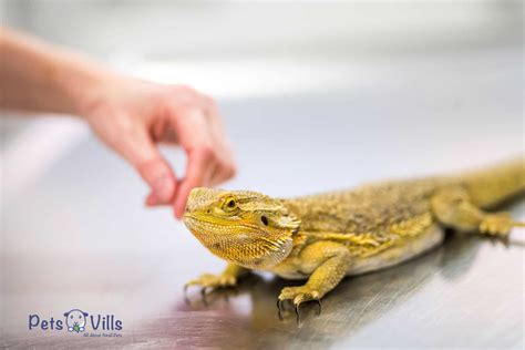 Male Vs Female Bearded Dragon 8 Ways How To Tell The Gender