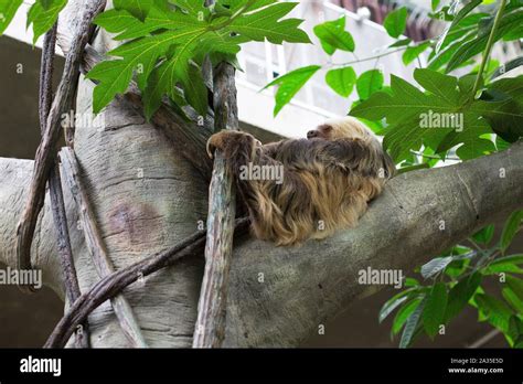 A Sloth Lounging In A Tree At Como Zoo In St Paul Minnesota Usa