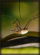 Opilione | Phalangium Opilio Les opilions (Opiliones), mieux… | Flickr