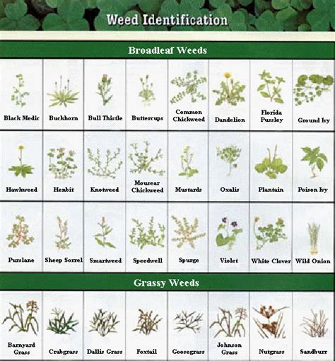 The Only Weedy Plant Identification Guide You Ll Ever Need Artofit