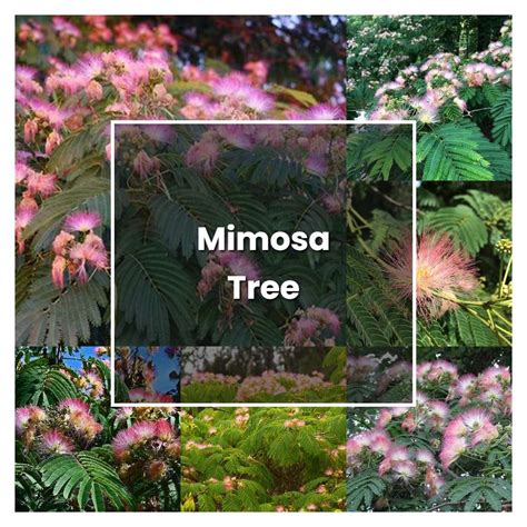 How To Grow Mimosa Tree Plant Care And Tips Norwichgardener