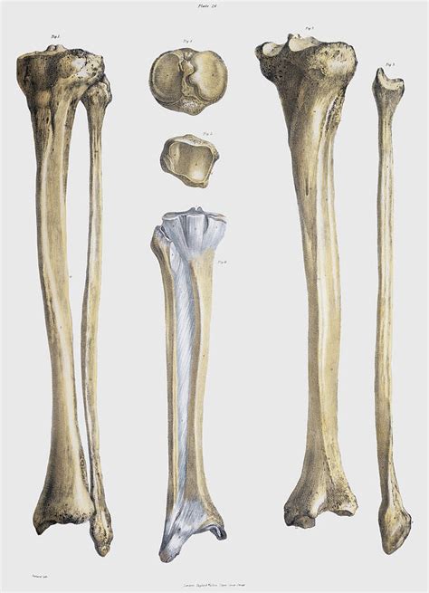 Lower Leg Bones And Ligaments Photograph By Sheila Terry Pixels