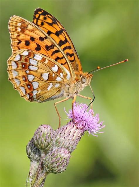 Silver Bordered Fritillary Beautiful Butterflies Flying Flowers Silver