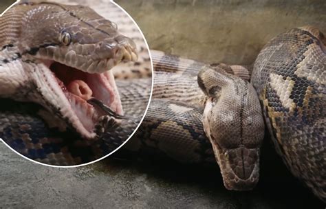 Woman Swallowed Whole By Giant Foot Python While Walking Home From