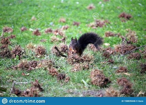 The Squirrel Eats A Hazelnut Stock Photo Image Of Outdoor Nature