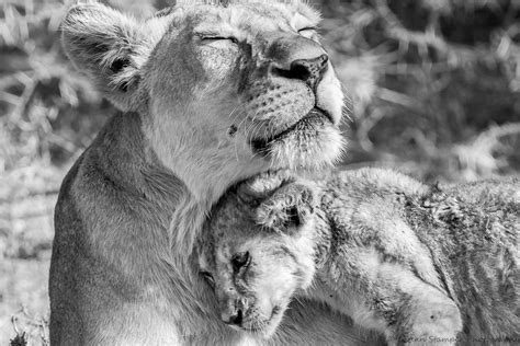 Baby Lion Cub Print Animal Art Poster Safari Nursery Fine Art Etsy