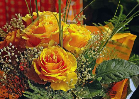 Cartolina con l'immagine della notte di roma. Images Gratuites : fleur, pétale, Rose, produire, jaune ...