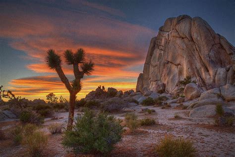 Joshua Tree Joshua Tree Joshua Tree National Park California