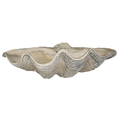 Giant Clam Shell Open