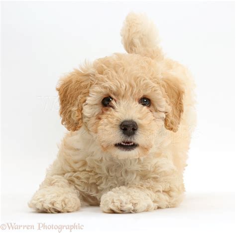 Dog Cute Playful Poochon Puppy 6 Weeks Old Photo Wp41600
