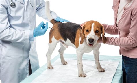 Keep your pet healthy and prevent disease. Low-Cost Pet Vaccinations: Saving Money on Your Dog's Shots!