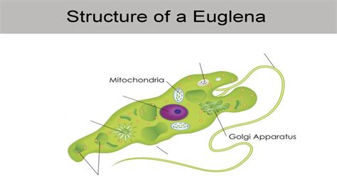 Biology Ch 11 Structure Of A Euglena Diagram Quizlet