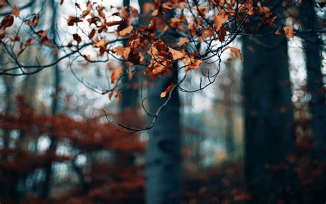 Autumn Forest Trees Branches Dry Leaves Photo Wallpaper 2560x1600
