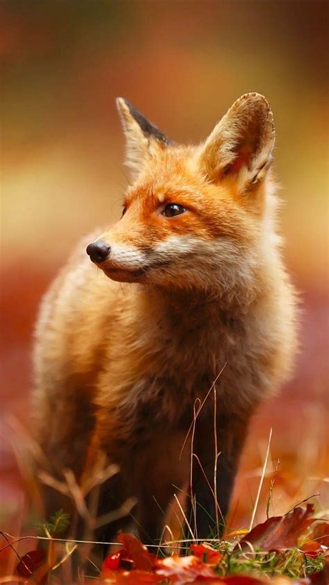 Cute Red Fox Wallpapers Top Free Cute Red Fox Backgrounds Wallpaperaccess