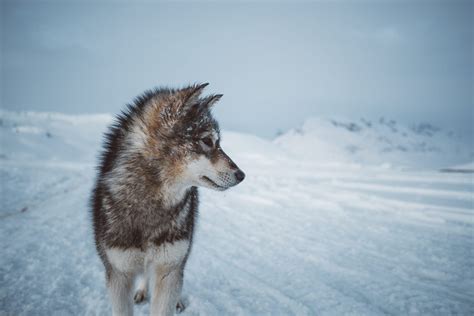 The Greenlandic Sled Dog Greenland Travel En