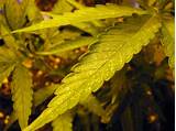 Images of Marijuana Leaves Turning White