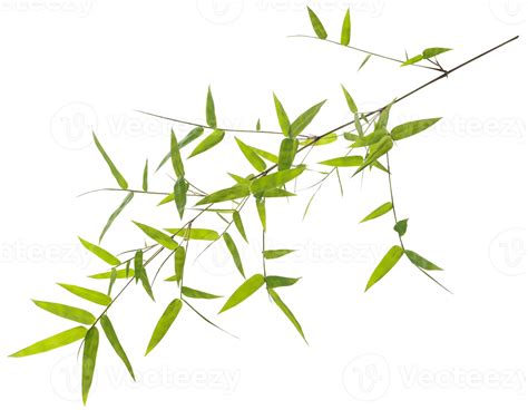 Green Bamboo Leaves 9306502 Png