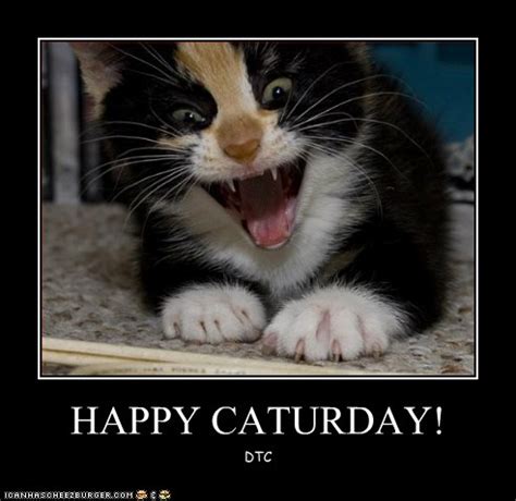 See more ideas about saturday, happy saturday, saturday memes. HAPPY CATURDAY! - Cheezburger - Funny Memes | Funny Pictures