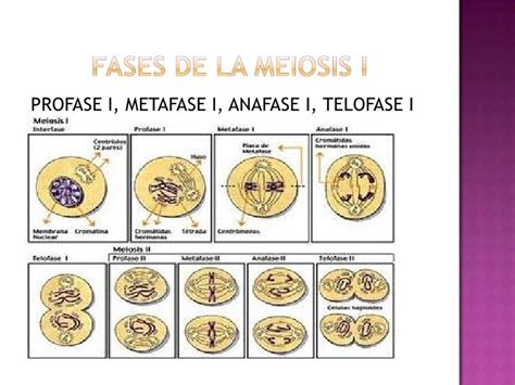 Profase Metafase Anafase Telofase