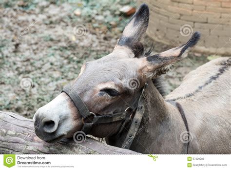 Gray Donkey In The Stall Stock Photo Image Of Animal 57329202