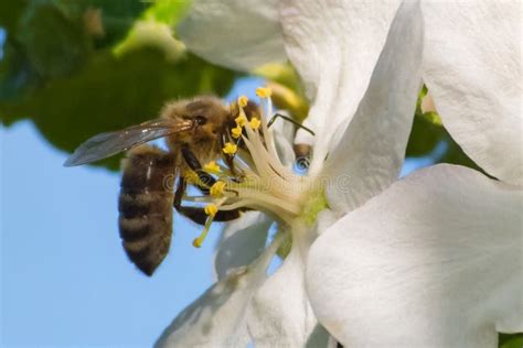 Honey Bee Pollination Process Stock Photo Image Of Outdoor Farm