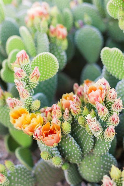 Desert Flowers Cactus Flowers Botanical Flowers Cacti And Succulents