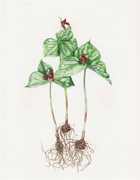 Illustration Of Trillium Erectum Plant Stock Images