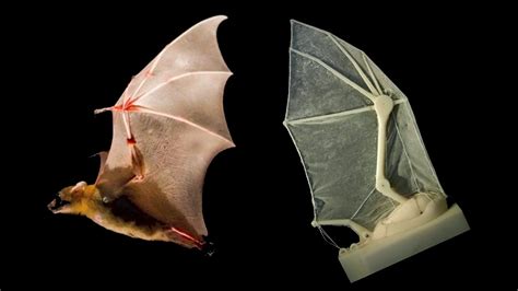 Robot Bat Wings Give Us A Glimpse Of The Future Of Vampires