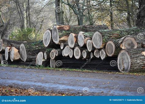 Piles Of Freshly Cut Down Tree Trunks Stock Image Image Of Freshly