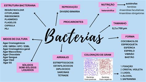 Mapa Mental Bacterias Microbiologia Otosection Images And Photos Finder