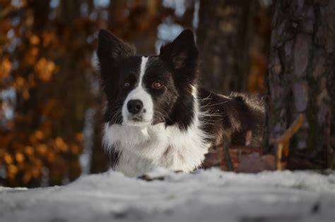 Huis En Tuindiertips Tijdens Koude Winterdagen Poppelaars Tuincentrum