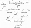 Synthesis steps of UA oligomer. | Download Scientific Diagram