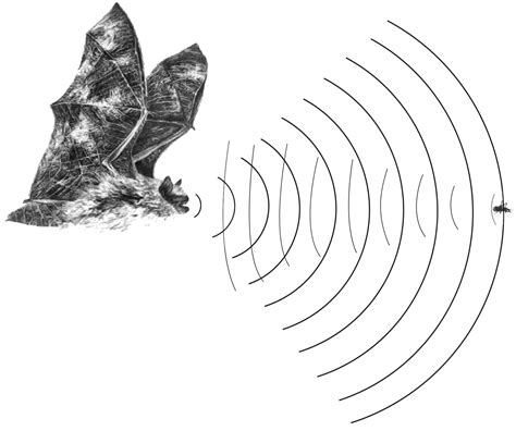 Bat Biology And Ecology Virginia Dwr