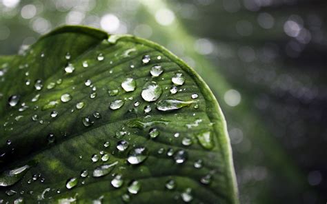 Nature Leaves Green Water Drops Macro Wallpapers Hd Desktop And
